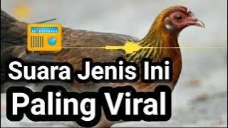 Suara Ayam Hutan Betina Yang Paling Banyak Digunakan Pemikat Ayam Hutan