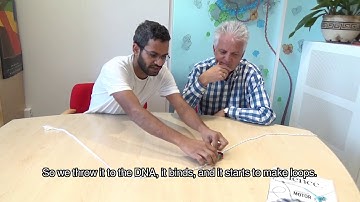 TU Delft - Condensin Loop Extrusion 3/5