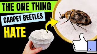 Fastest Way to Eliminate Carpet Beetles Permanently
