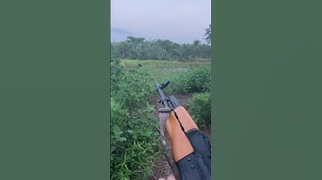 Hog hunting with an AK47