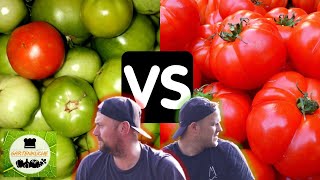 Tomaten anbauen 🍅 Faulenzer Methode vs. Lehrbuch 🍅 Überraschendes Ergebnis!