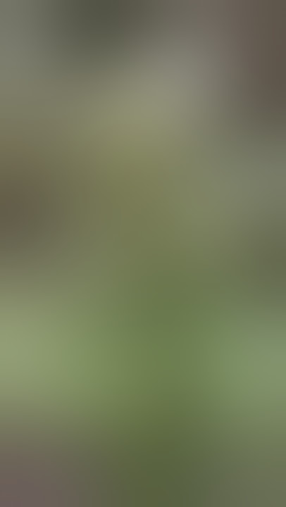 STATUS WA DAUN GANJA ACEH