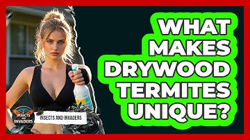 What Makes Drywood Termites Unique? - Insects and Invaders