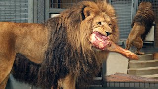 LION eats a big beef bone | Lion makes a short roar | Leo washes himself like a kitten