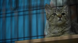 'Hoping and praying': Billings animal shelter searching for a new home after 23 years