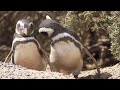 Pinguim de Magalhães, Casal de pinguins