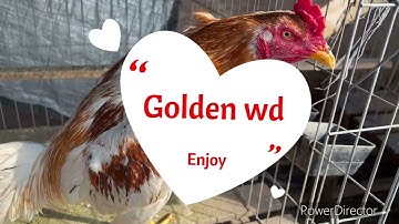 Update kuv cov wd hnub no