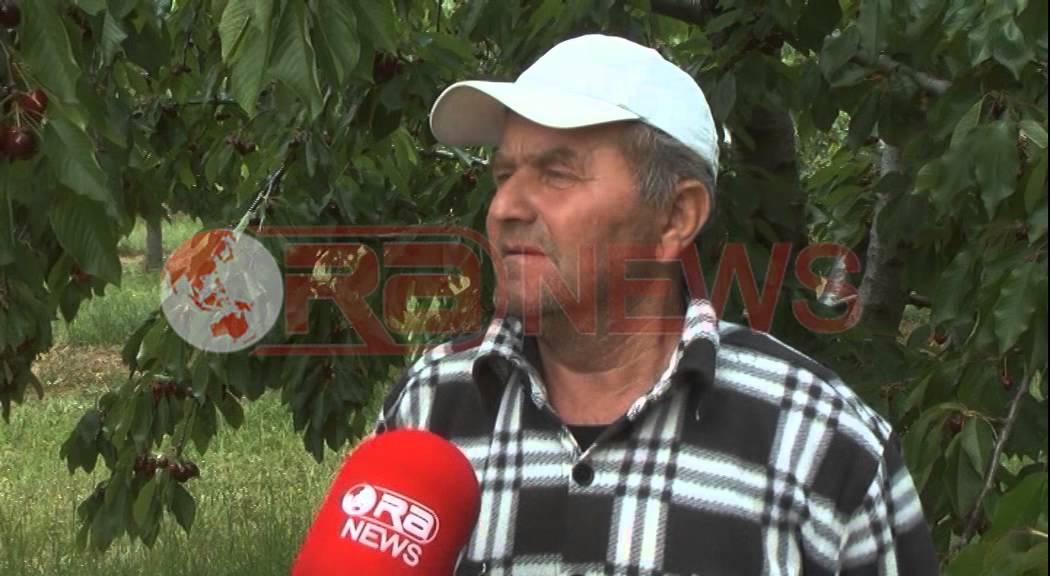 Korçë, Prishet qershia, fermerët: Duam treg, po e shesim me çmim qesharak- Ora News