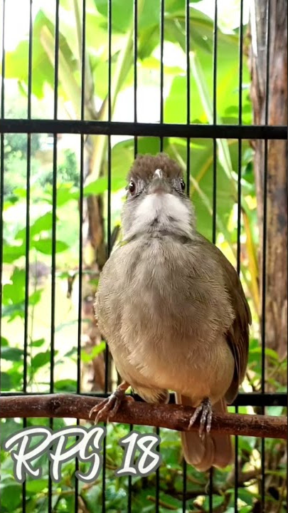 kicau suara burung kapas tembak #kapastembak #kapastembakmania #masterankapastembak #kapastembakbeti