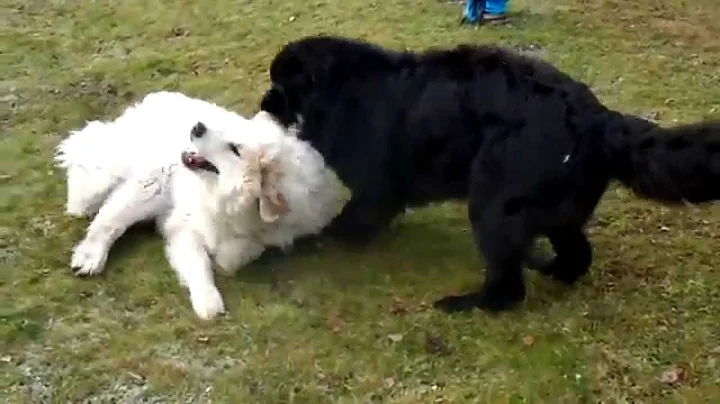 Newfoundland (Charon 13 months) and Great Pyrenees...