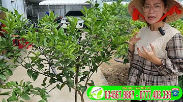 Quýt đường cây trồng chậu đang trái