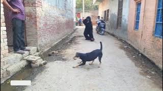 Funny gorilla Vs dog  🐶prank video