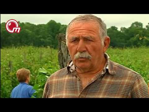 სეტყვა ლაგოდეხში