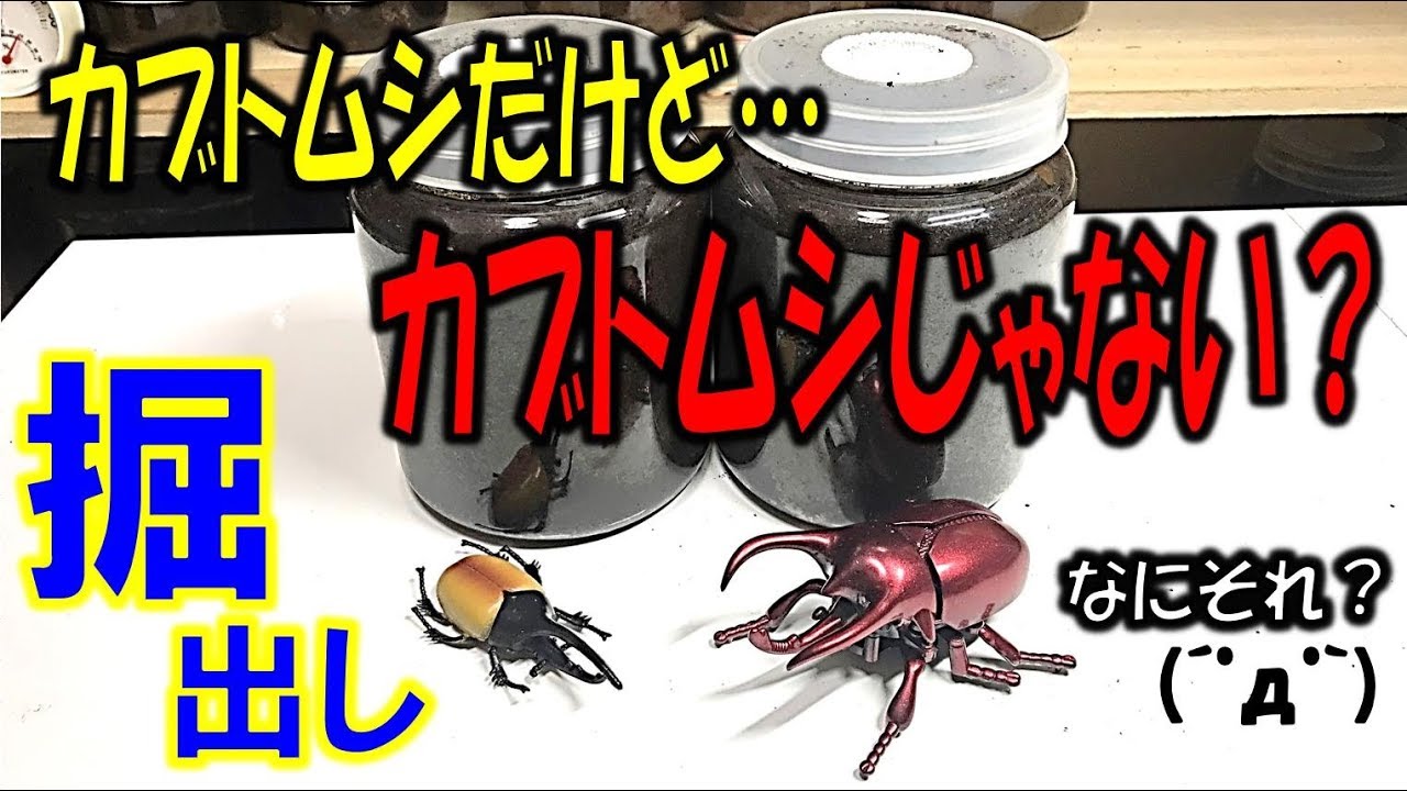 カブトムシ クワガタ カブトムシだけどカブトムシじゃないのが羽化した くろねこチャンネル Youtube