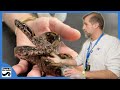 The MOST Complete Boa Constrictors with Vin Russo - Triple B TV Ep.265