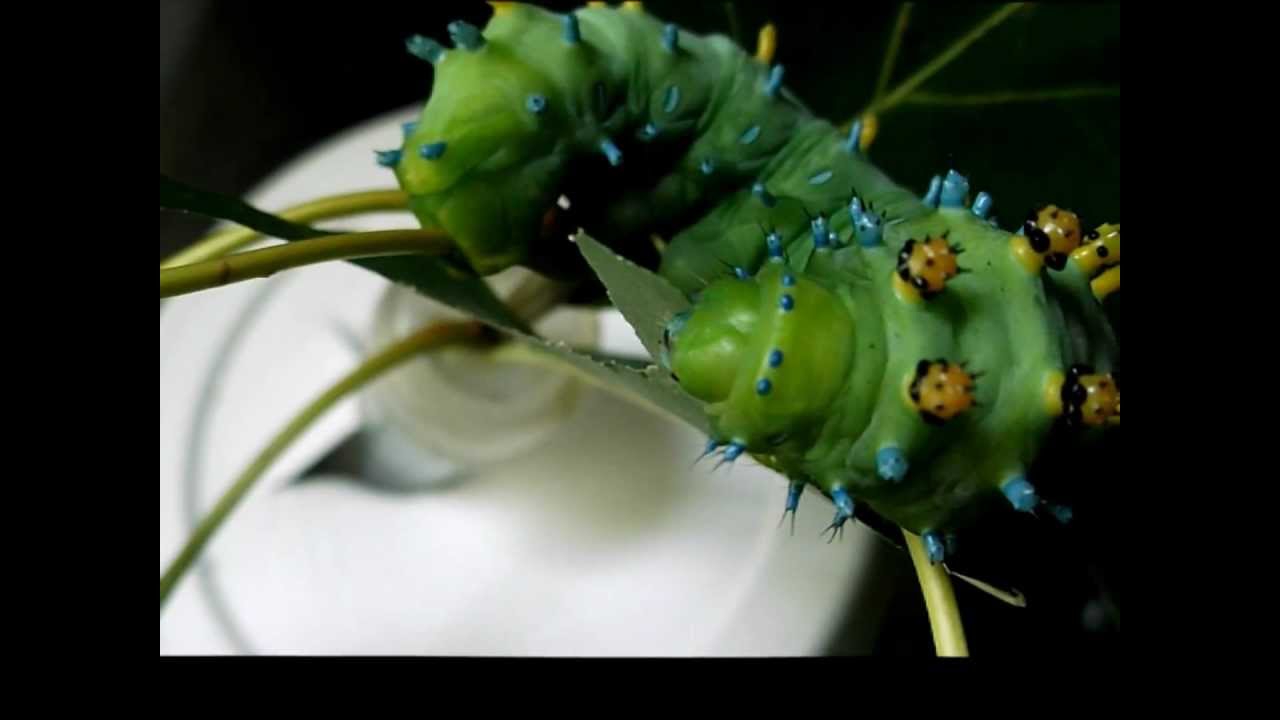 Cecropia moth caterpillar munching on a leaf YouTube
