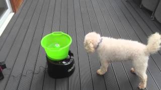 Dex and Molly using a GoDogGo Ball Launcher.