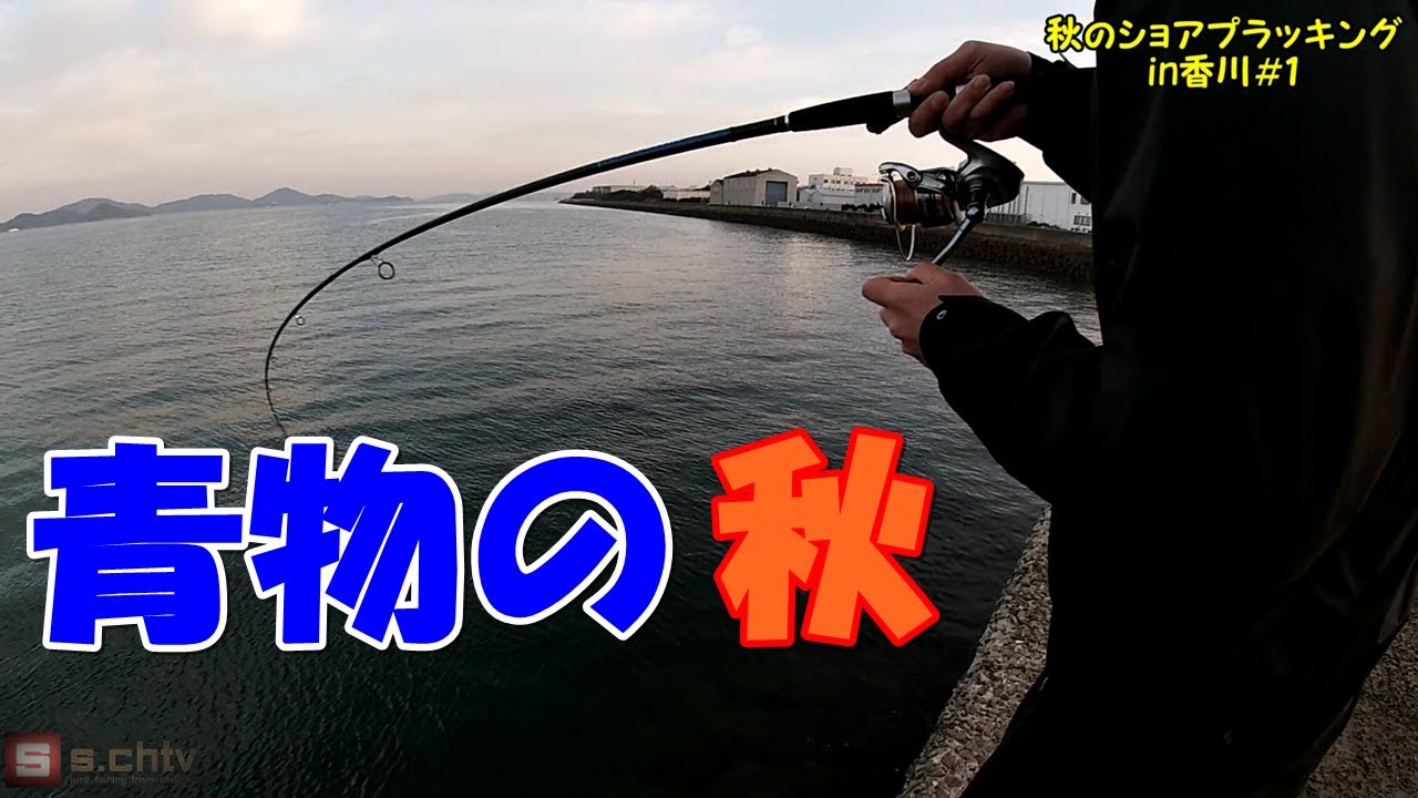 秋の堤防でとんでもない数の青物が足元に Youtube 秋の堤防でとんでもない数の青物が足元に Youtube