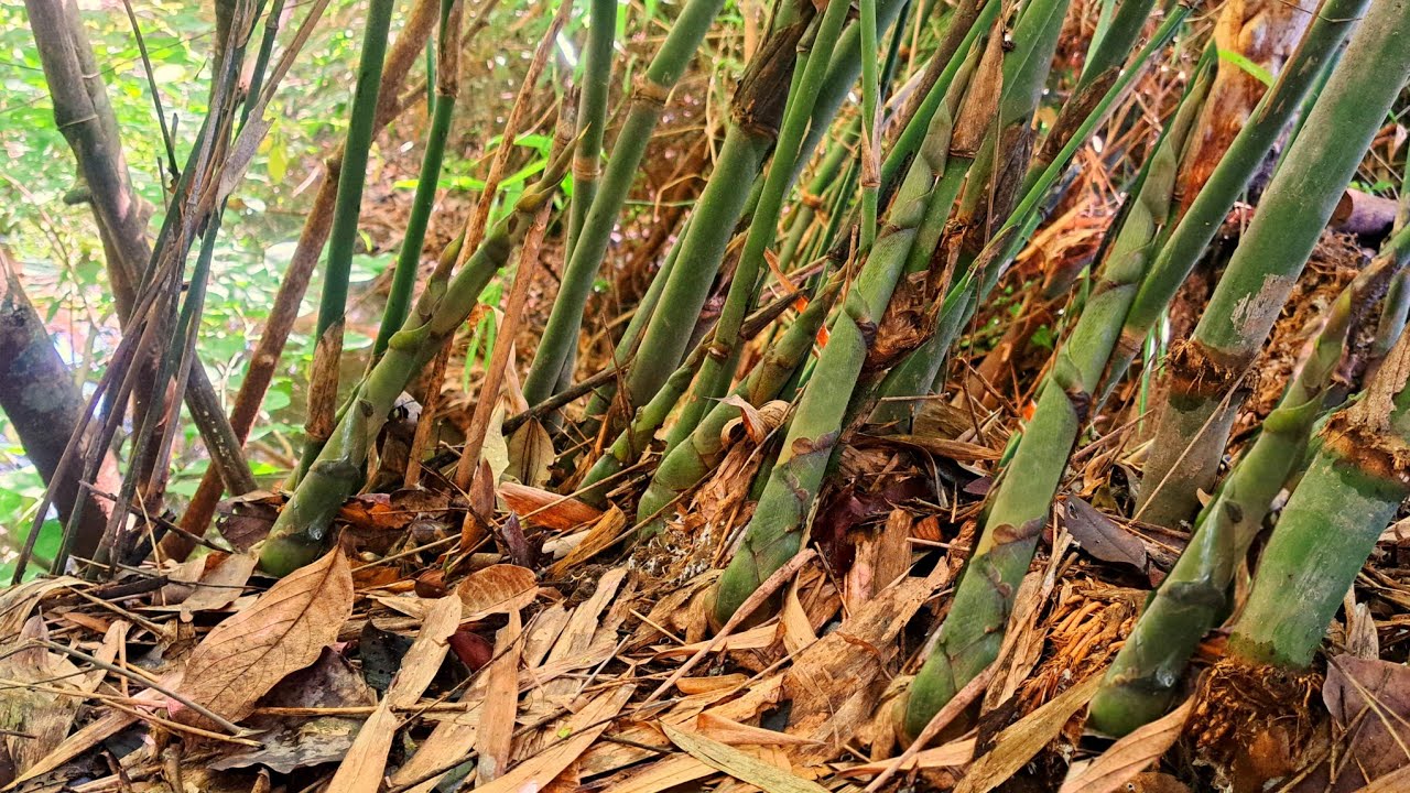 หาหน่อบงตามห้วย‼️หลังบ่ได้มาเป็นอาทิตย์‼️มาเบิ่งนำบ่าวว่าสิคักปานใด๋✌️✌️✌️14ส.ค68