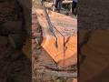 La mejor madera del mundo😱#chainsaw #asmrvideo #woodwork