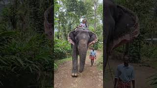 Elephant Junction Thekkady