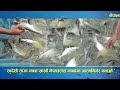 Situation of Fish Farming in Nepal | Documentary | Video Profile | 2016