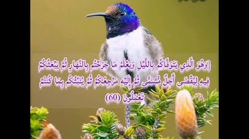 سورة الأنعام صفحة 135 مكررة بصوت الشيخ أيمن سويد