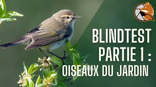 Blindtest : Reconnaître les chants d'oiseaux du jardin, un nouvelle façon d'apprendre la nature