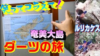 【奄美大島ダーツの旅】1周400kmの離島の刺さったところに行く！