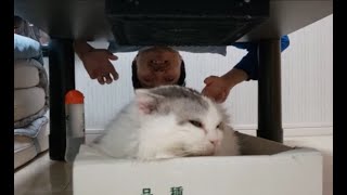 逆さまおじさんに引きずり込まれ餌食にされる白モフ猫