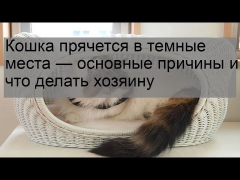 Кошка прячется в темные места — основные причины и что делать хозяину