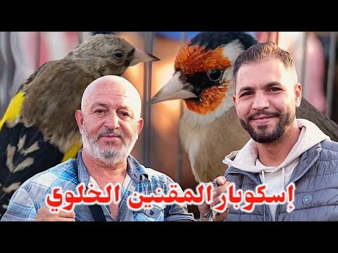 سوق بودواو يسجل دخول اكبر كمية من المقنين الخلوي الايناث مطلوبة