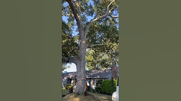Monster Oak Tree Removal 😮.  What Would You Charge? #arborist #money #lifestyle #sidehustle #viral