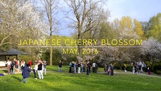 Japanese Cherry Blossom | Moscow Vibes