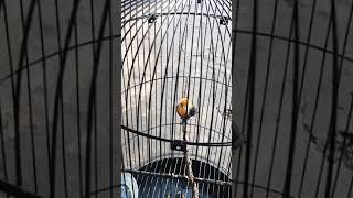 Cabean Gacor edan mental jos gandoss