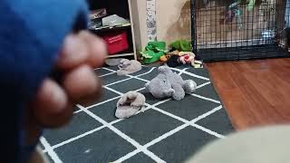 Oobi At Work The Two Faces Of Sue