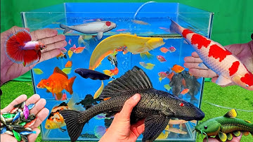 Video tổng hợp cá cảnh đẹp, vịt, vịt con, cá koi, cá trê, cá sấu, cá rồng