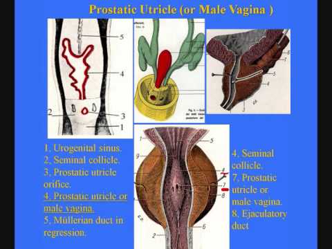 Cunilingus hvordan få vaginal orgasme