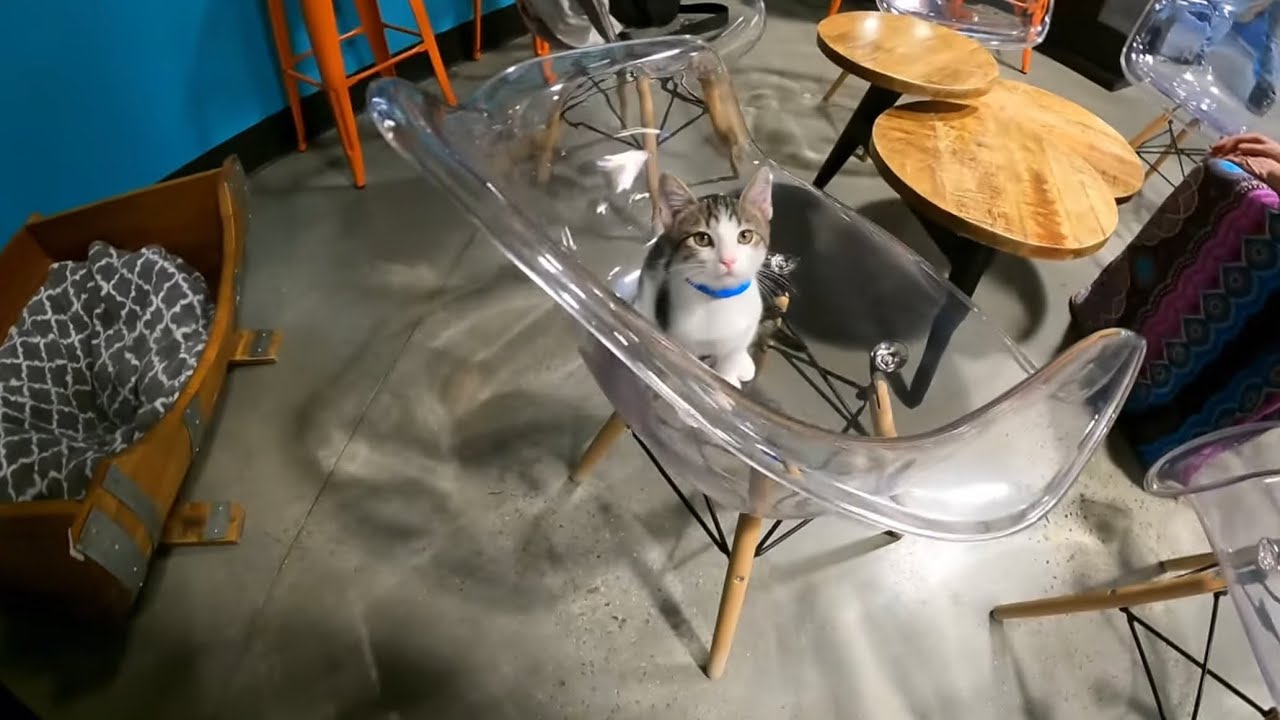experiencing a cat cafe for the first time, hanging with family