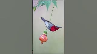 Suara pikat burcil.    Anti Zong.  Fulume     