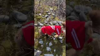 Cavapoo Hunts in adidog Tracksuit- literally, so cute! by The Rugged Stud 44 views 3 years ago 2 minutes, 11 seconds