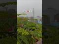 saavan ka pehla badal ⛈️🌧️❤️ #barsaat #baarish #rain #savan
