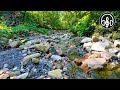 Gentle sounds of a forest stream. Water noise for relaxation and sleep.