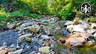 Gentle sounds of a forest stream. Water noise for relaxation and sleep.