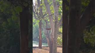 Found a bird bathing in the jungle #bird #forest #animals #tiger