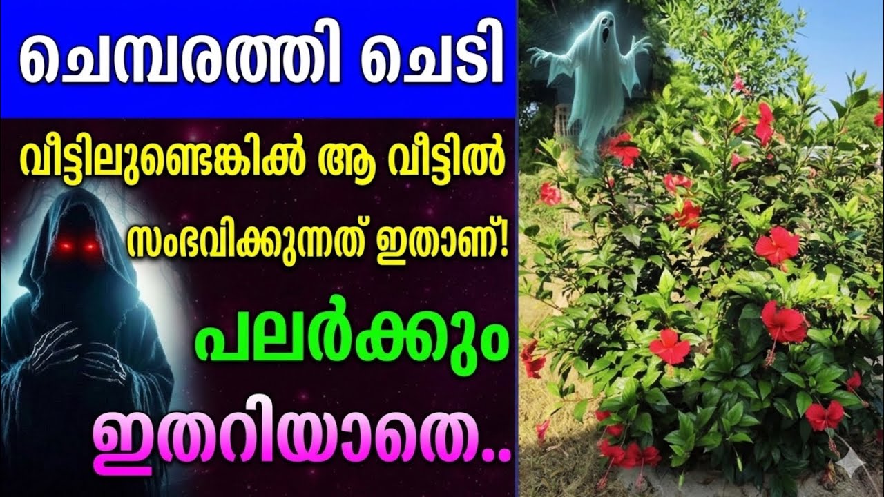 ചെമ്പരത്തി ചെടി വീട്ടിൽ വളർത്തിയാൽ എന്ത് മാറ്റങ്ങൾ സംഭവിക്കും? അറിയാത്ത രഹസ്യങ്ങൾ