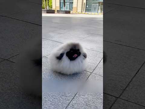 Необычная и милая порода собак 😍🐕 #милыеживотные #животные