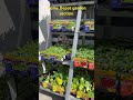 Home Depot garden section 2-28-26 #iphone16promax #garden #homedepot #plants
