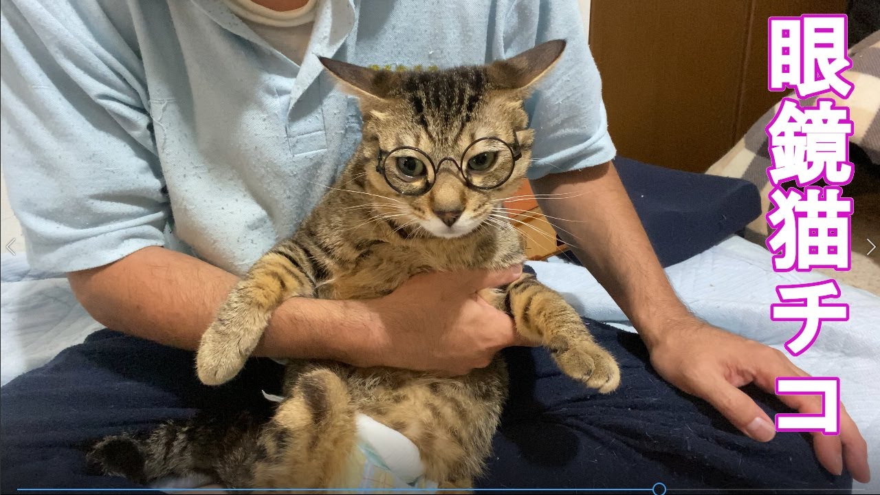 眼鏡をかけたネコ。 A cat with glasses. 戴着眼镜的猫。 