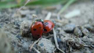 ladybug sex, ladybug porn ;) Biedronkowy seks :)